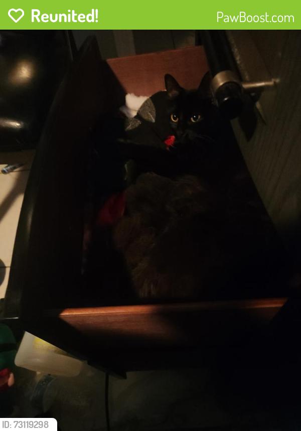 Reunited Female Cat last seen Sw raintree and honeysuckle st, Dunnellon, FL 34431