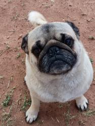 Lost Male Dog last seen Lowery field, Lubbock, TX 79412