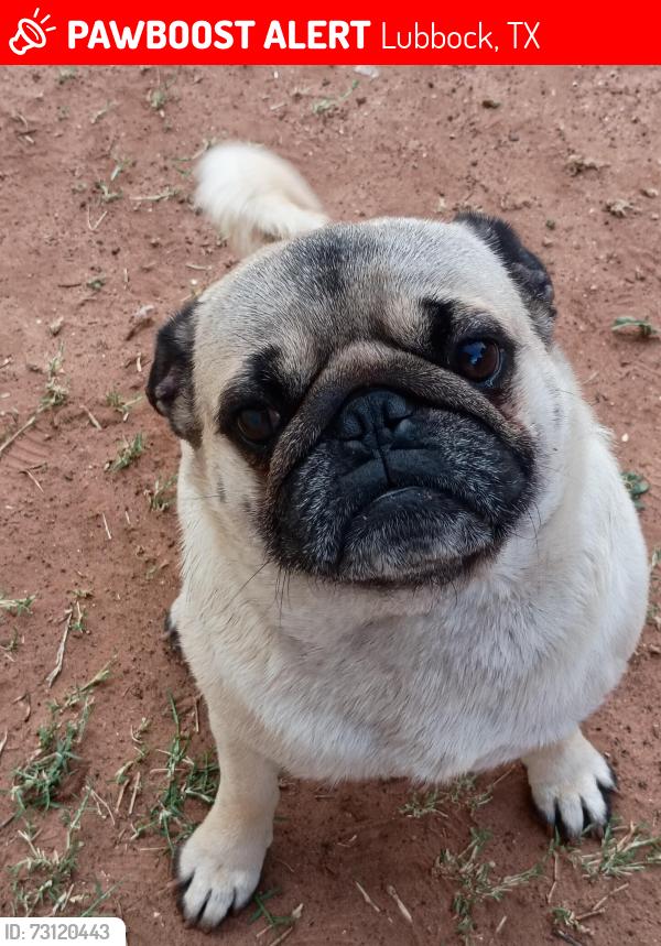 Lost Male Dog last seen Lowery field, Lubbock, TX 79412