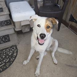 Found/Stray Male Dog last seen Sulphur springs and firestar trail, San Antonio, TX 78222