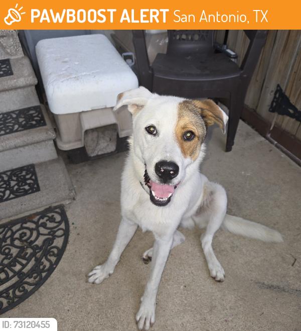 Found/Stray Male Dog last seen Sulphur springs and firestar trail, San Antonio, TX 78222