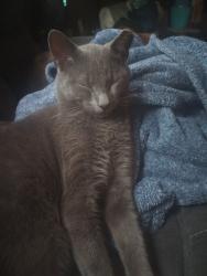 Lost Male Cat last seen Rt 22, Keswick, VA 22947
