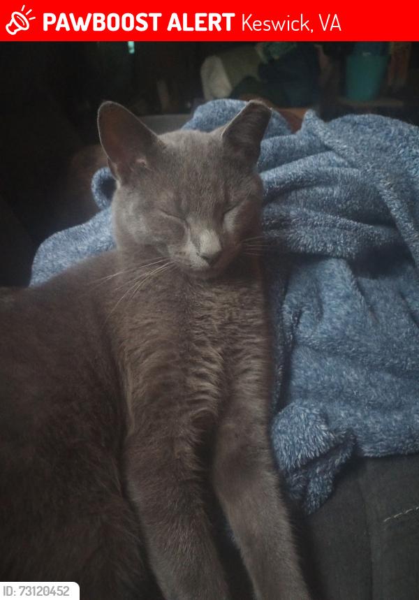 Lost Male Cat last seen Rt 22, Keswick, VA 22947