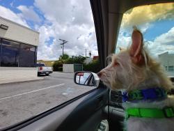 Lost Male Dog last seen Ogeechee Road, Laurel Grove Cemetery, Savannah, GA 31415