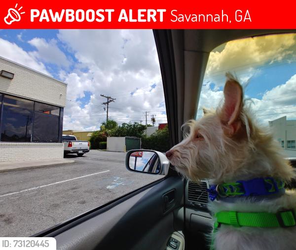 Lost Male Dog last seen Ogeechee Road, Laurel Grove Cemetery, Savannah, GA 31415