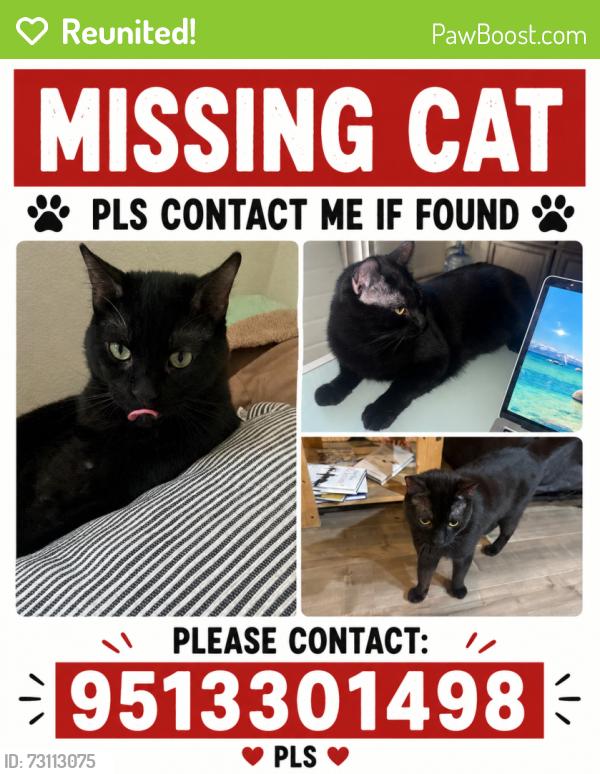 Reunited Male Cat last seen Williamette way and fork, Menifee, CA 92586