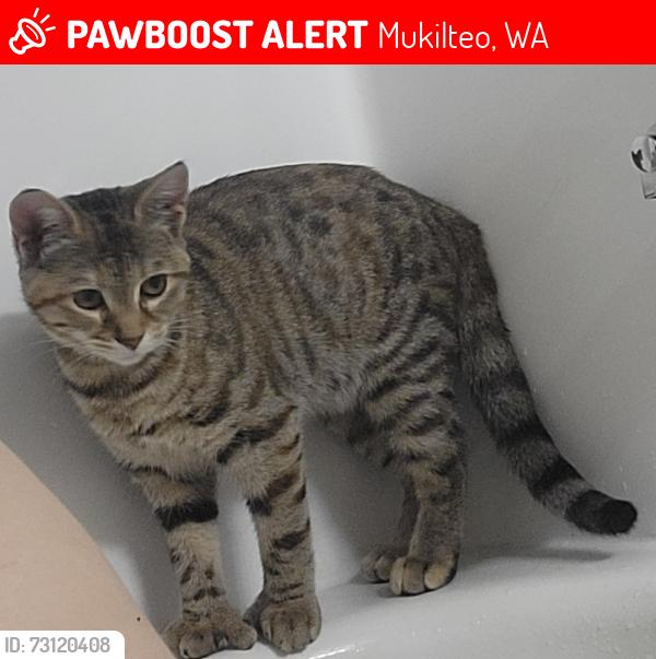Lost Female Cat last seen Harboir point blvd and double eagle dr, Mukilteo, WA 98275