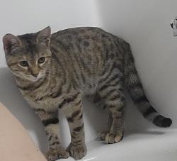 Lost Female Cat last seen Harboir point blvd and double eagle dr, Mukilteo, WA 98275