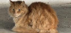 Found/Stray Unknown Cat last seen 5th St SW / Cecil Court, Canton, OH 44702