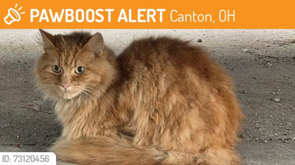 Found/Stray Unknown Cat last seen 5th St SW / Cecil Court, Canton, OH 44702