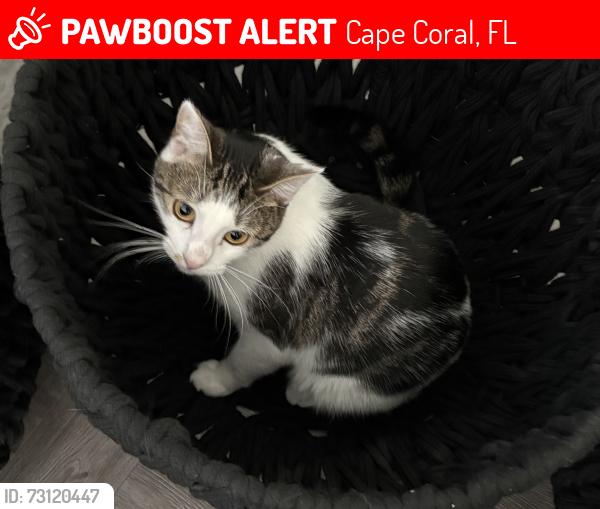 Lost Female Cat last seen Near Chiquita and Kismet, Cape Coral, FL 33993