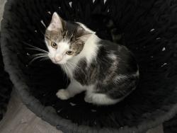 Lost Female Cat last seen Near Chiquita and Kismet, Cape Coral, FL 33993