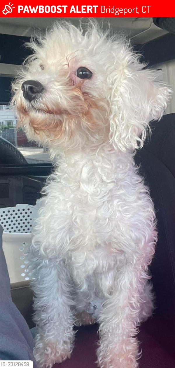Lost Female Dog last seen  MAINT street, Bridgeport, CT 06606