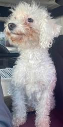 Lost Female Dog last seen  MAINT street, Bridgeport, CT 06606