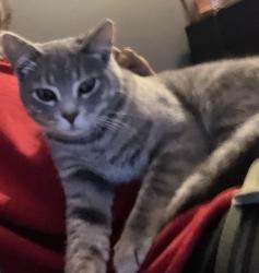 Reunited Male Cat last seen 49th and indiana, Chicago, IL 60615