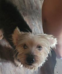 Found/Stray Unknown Dog last seen S post oak and W orem. In the corinthian village neighborhood., Houston, TX 77056