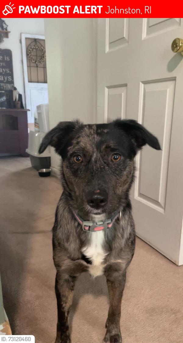 Lost Female Dog last seen Atwood Ave, Johnston, RI 02919