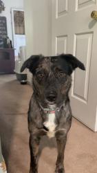 Lost Female Dog last seen Atwood Ave, Johnston, RI 02919