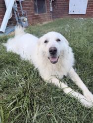 Found/Stray Female Dog last seen Holden Road and Bishop Road, Greensboro, NC 27403