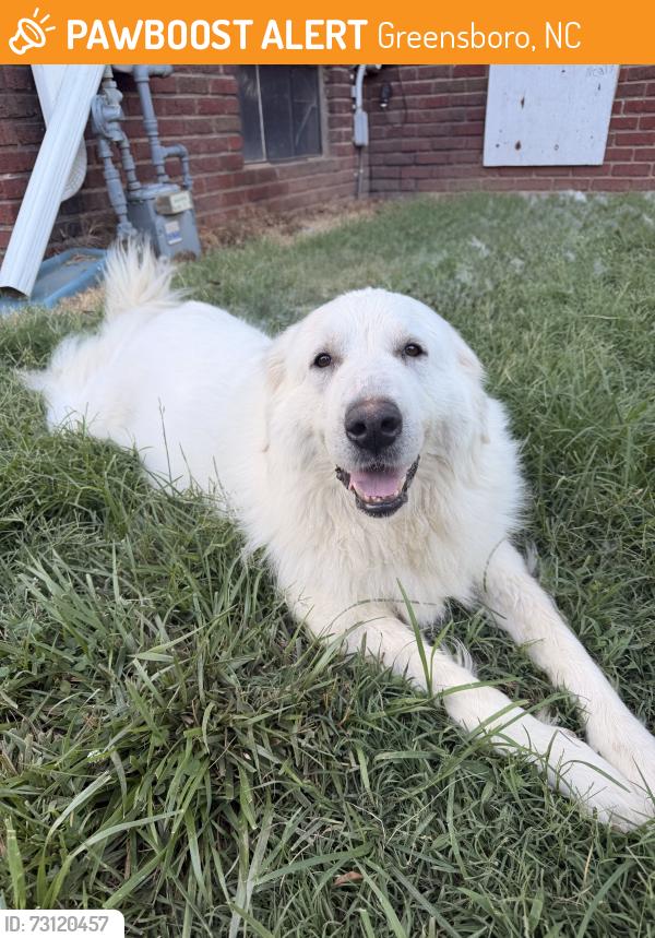 Found/Stray Female Dog last seen Holden Road and Bishop Road, Greensboro, NC 27403