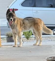Found/Stray Female Dog last seen Caspian rd, Las Cruces, NM 88012