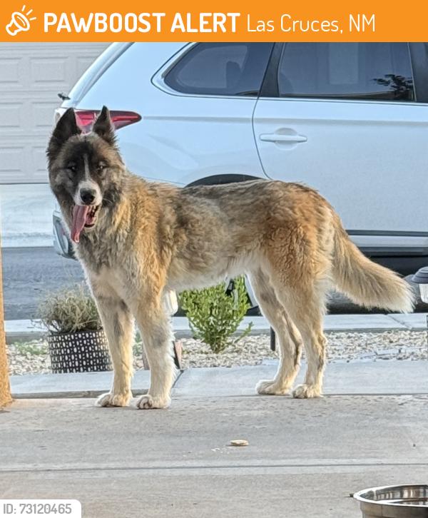 Found/Stray Female Dog last seen Caspian rd, Las Cruces, NM 88012