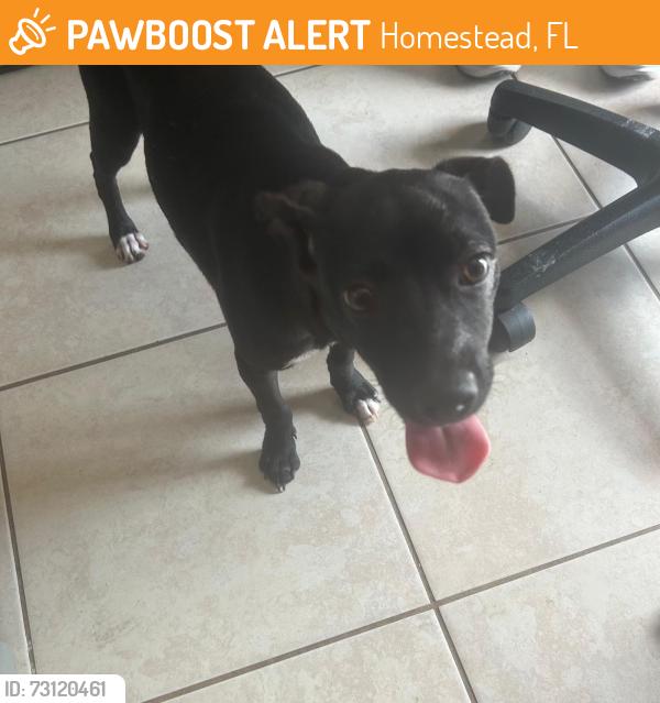 Found/Stray Male Dog last seen hmstd, Homestead, FL 33030