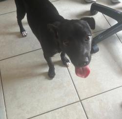 Found/Stray Male Dog last seen hmstd, Homestead, FL 33030