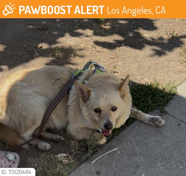 Found/Stray Male Dog last seen San Pedro and 33 st, Los Angeles, CA 90011
