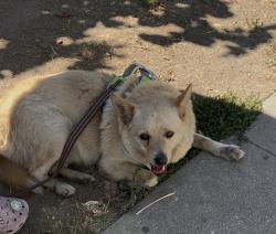 Found/Stray Male Dog last seen San Pedro and 33 st, Los Angeles, CA 90011