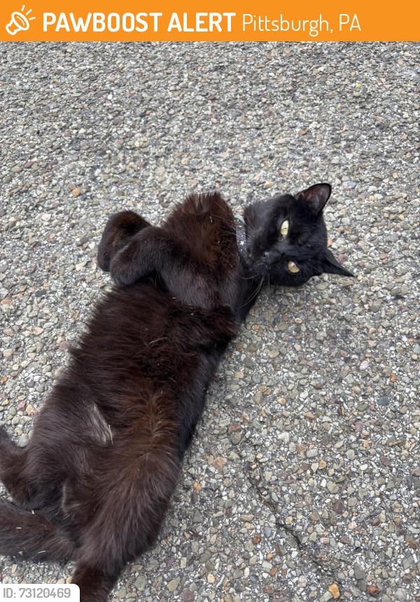 Found/Stray Unknown Cat last seen Near park entrance by Big Jim’s in the Run, Pittsburgh, PA 15217