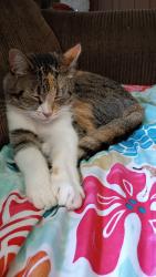 Lost Female Cat last seen Between 14 mile and 15 mile, Sparta, MI, Sparta, MI 49345