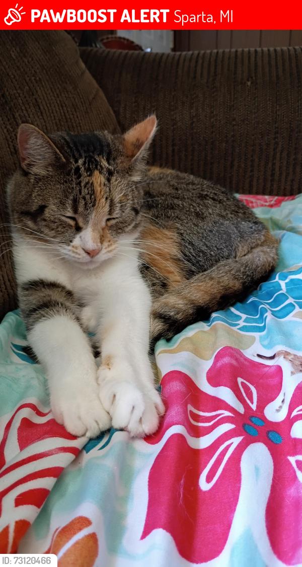 Lost Female Cat last seen Between 14 mile and 15 mile, Sparta, MI, Sparta, MI 49345