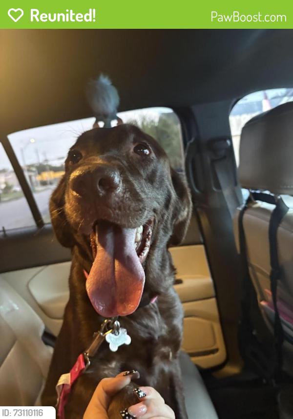 Reunited Female Dog last seen Washington st, Pasadena, TX 77503