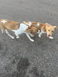 Found/Stray Male Dog last seen Inspiration & 3 mile, Mission, TX 78572