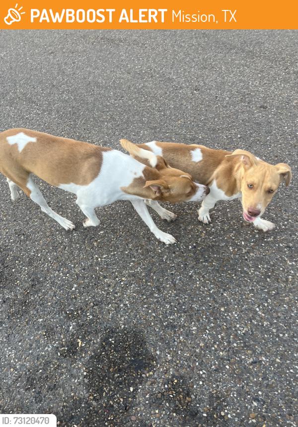 Found/Stray Male Dog last seen Inspiration & 3 mile, Mission, TX 78572