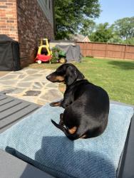 Lost Female Dog last seen 121st and Aspen, Broken Arrow, OK 74011