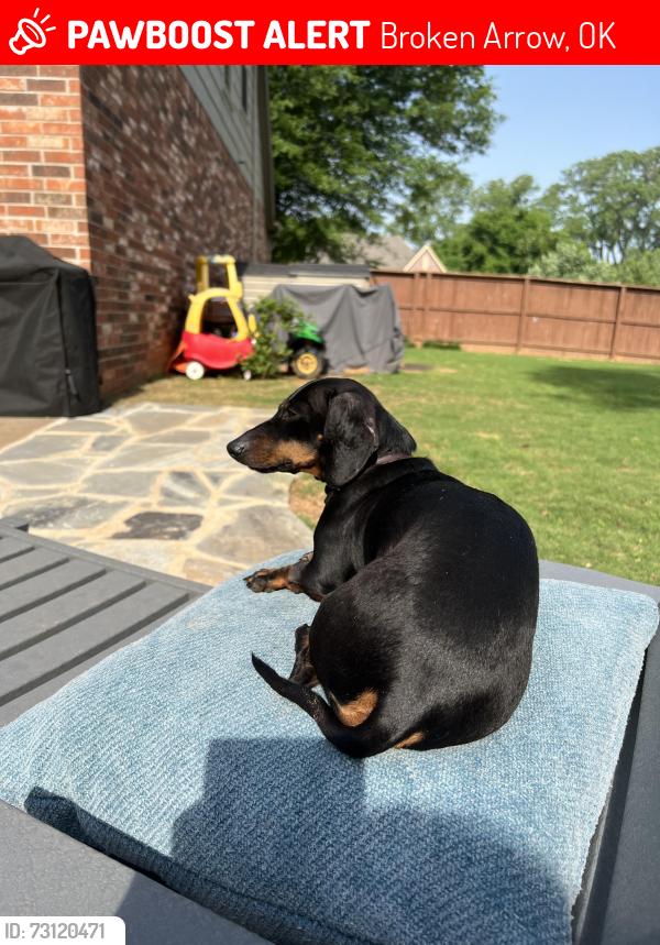 Lost Female Dog last seen 121st and Aspen, Broken Arrow, OK 74011
