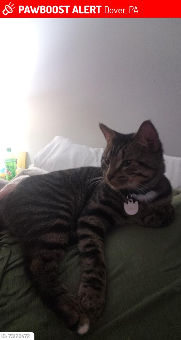 Lost Male Cat last seen Equinox and solar rd, Dover, PA 17315