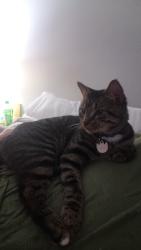 Lost Male Cat last seen Equinox and solar rd, Dover, PA 17315