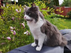 Lost Male Cat last seen Southdale and Westdel Bourne, London, ON N6K 4Y3