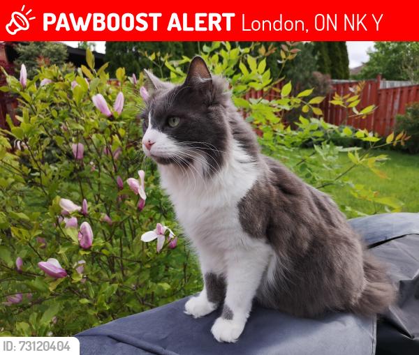 Lost Male Cat last seen Southdale and Westdel Bourne, London, ON N6K 4Y3