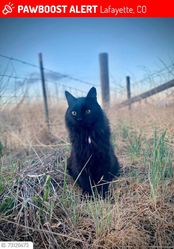 Lost Male Cat last seen Flagg dr, Lafayette, Lafayette, CO 80026