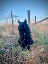 Lost Male Cat last seen Flagg dr, Lafayette, Lafayette, CO 80026