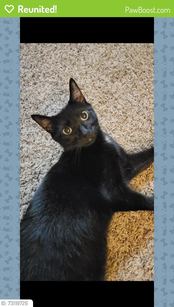 Reunited Female Cat last seen Near Sycamore St, Franklin, OH 45005, USA, Franklin, OH 45005