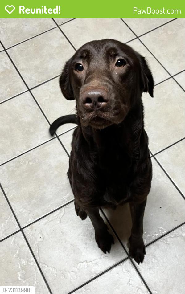 Reunited Female Dog last seen Near Washington st 77503 Pasadena tx, Pasadena, TX 77503
