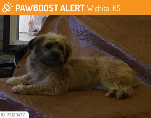 Found/Stray Female Dog last seen Kellogg and Washington, Wichita, KS 67211