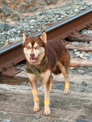 Reunited Female Dog last seen Wolfpack rd and us-321 Gastonia nc, Gastonia, NC 28056