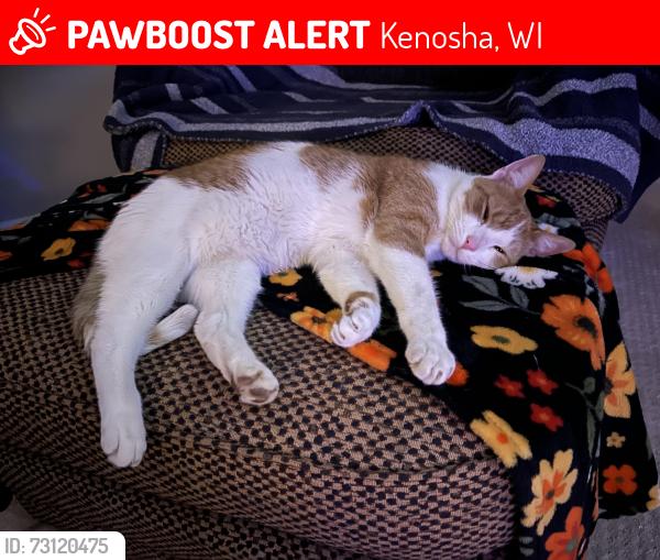 Lost Male Cat last seen 52nd street and 39th ave, Kenosha, WI 53144