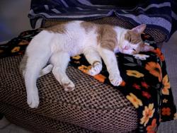 Lost Male Cat last seen 52nd street and 39th ave, Kenosha, WI 53144